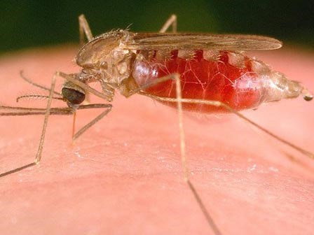 Người sốt xuất huyết nên ăn gì?