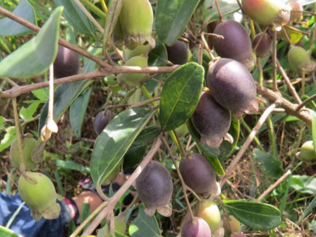 Đồi sim tím lịm bậc nhất xứ Nghệ: Dân teen đổ xô seo phì giữa nắng-13