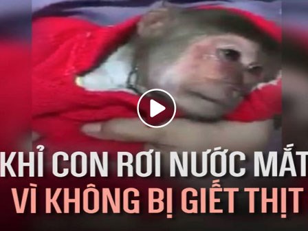 Khỉ con rơi nước mắt vì không bị giết thịt khiến ai cũng xúc động