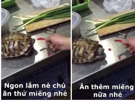 Clip hài: Chú rùa 'lao như tên bắn' khi ăn phải ớt