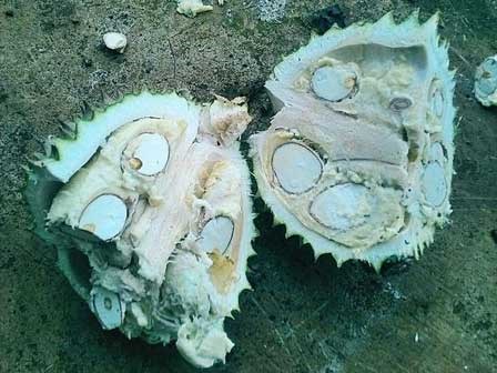 Nàng dâu Bắc ra mắt mẹ chồng miền Nam, bốc trúng ngay