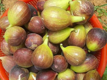 Quả sung: Những tác dụng tuyệt vời đối với sức khỏe và làm đẹp-5