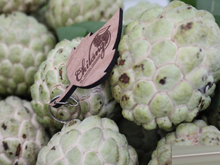 Trồng na khổng lồ thơm mùi sầu riêng, vụ đầu trúng ngay 14 tỷ-6