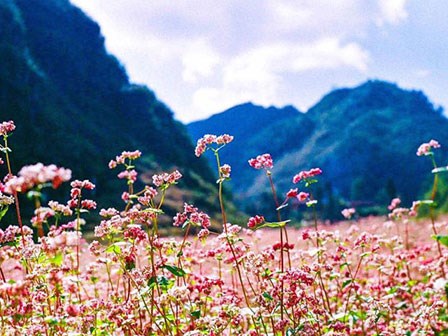 Chuẩn bị lịch trình lên Hà Giang tháng 10 ngắm hoa tam giác mạch