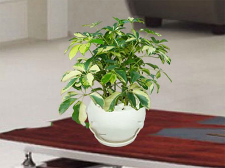 Bằng công thức rẻ bèo chỉ mất 1000 đồng mà loại bỏ được cả đàn muỗi hút máu”, truyền bệnh ra khỏi nhà-3