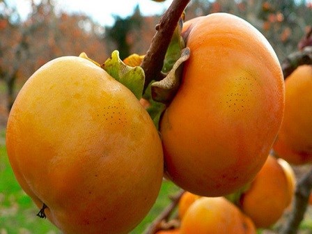 Lợi ích sức khỏe của quả hồng giòn