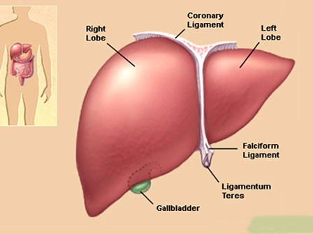 Rượu bia - 'Sát thủ giấu mặt' gây xơ gan