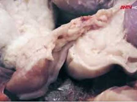 Sự thật kinh hoàng về loại thịt lợn đông lạnh muốn bao nhiêu cũng có-1