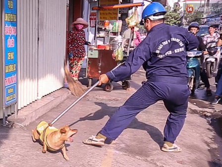 Chủ nhà quyết bảo vệ chó thả rông khi bị bắt