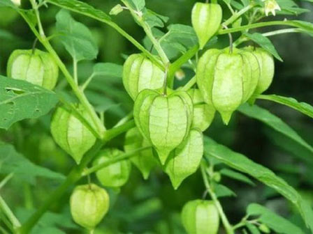 Quả để mốc meo đem bán với giá hơn 200 nghìn/quả mà vẫn đắt hàng-3