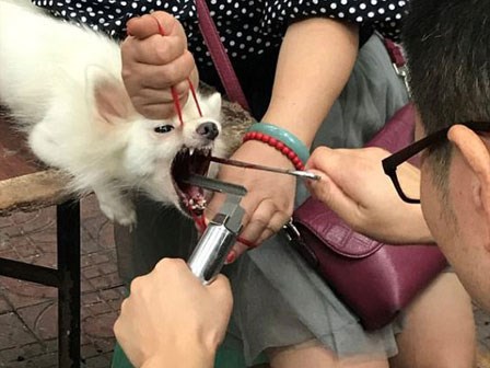 Gây mất trật tự, nhiều chú chó bị 