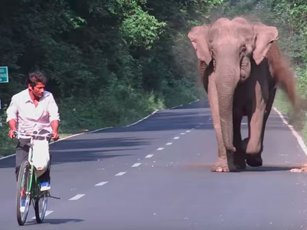 350 con voi ở châu Phi đi thành vòng tròn rồi gục xuống: Đã tìm ra nguyên nhân-4