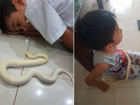 Bố mẹ nuôi trăn làm thú cưng, con trai 8 tuổi cứ tối đến là bế lên giường ngủ