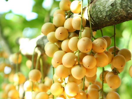 Mê mẩn những đặc sản ngon không cưỡng nổi ở Bình Dương