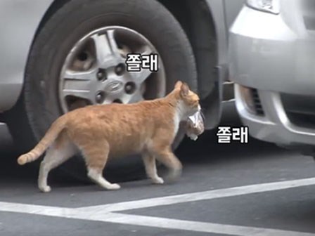 Bày sẵn không cần, nhưng cho đồ ăn vào túi lại tha đi và lý do xúc động của cô mèo hoang