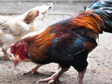 Gà hơn 1 triệu/kg, nuôi 4 tháng đút túi tiền tỷ-15