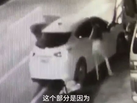 Mẹ gây tai nạn khiến con bị xuất huyết não nhưng chỉ lo cho bản thân và chó khiến dư luận phẫn nộ