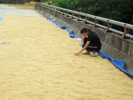 Than thở mẹ chồng bắt đi phơi thóc khi đang ở cữ, mẹ trẻ chẳng được bênh còn bị mắng