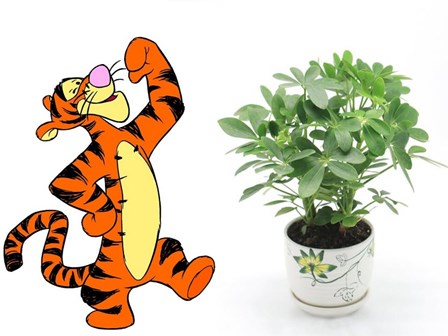 Tiền vào túi như nước, rước lộc may đầy nhà khi trồng đúng cây cảnh hợp tuổi