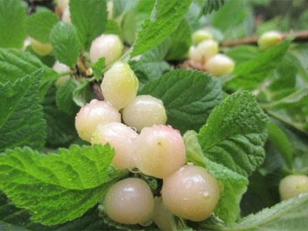 Cherry tại Mỹ có thực sự mất giá, mà ở Việt Nam chỉ hơn 200 nghìn đồng/kg?-5