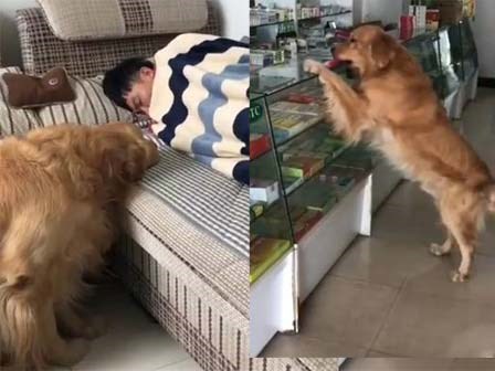 Chú chó đi mua thuốc cho chủ bị ốm gây sốt mạng xã hội