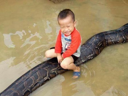 Clip sốc: Bé trai chơi đùa cùng trăn khổng lồ trong sân nhà ngập nước sau lũ