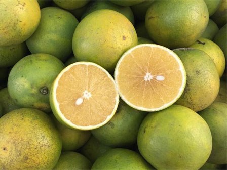 Cam xoàn, cam mật có được trồng ở Việt Nam không và cách phân biệt hai loại cam này