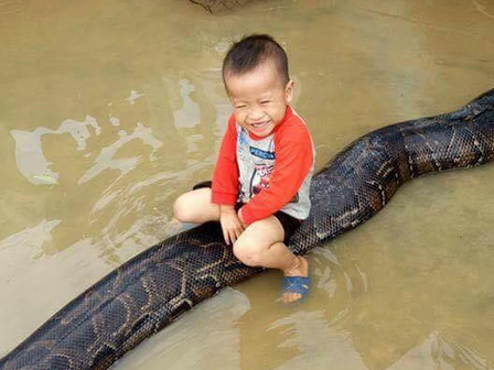 Trăn khủng vắt vẻo trên cột điện trước cổng UBND xã ở Phú Thọ đã bị người dân mổ thịt-2