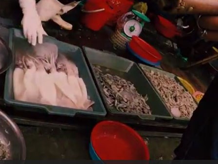 Cảnh báo: Mực nhiễm độc, giá siêu rẻ tràn lan ngoài chợ