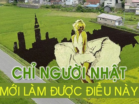 Người Nhật vẽ tranh khổng lồ trên cánh đồng lúa như thế nào?