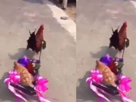 Màn rước dâu độc nhất vô nhị của gà trống