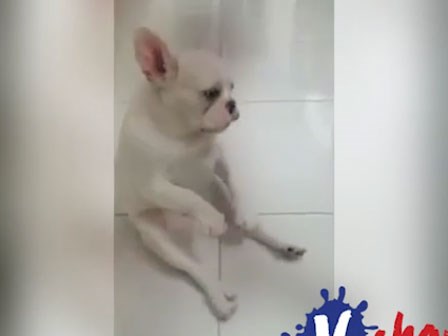 Chó Bull Pháp gây sốt với khả năng ‘quẩy’ cực siêu nhạc Sơn Tùng M-TP remix