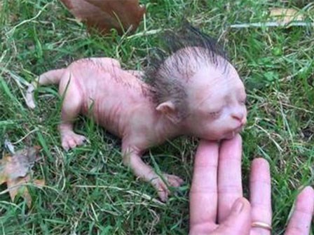 Xôn xao “sinh vật” như mèo có đầu giống người ở Malaysia