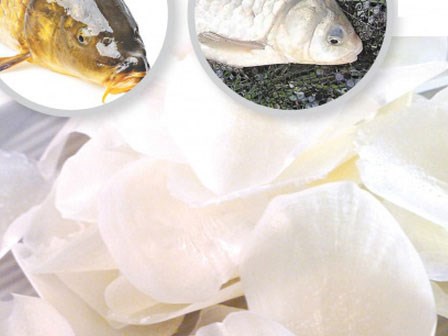 Vảy cá chứa nhiều chất dinh dưỡng quý