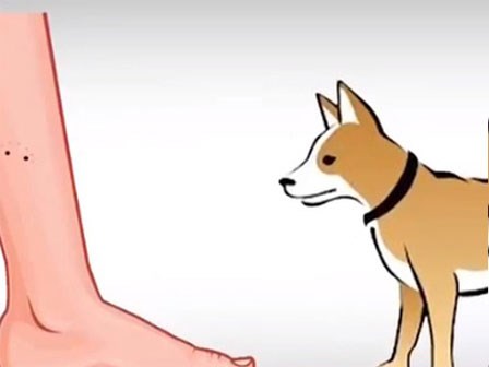 Cách sơ cứu khi bị chó mèo cắn