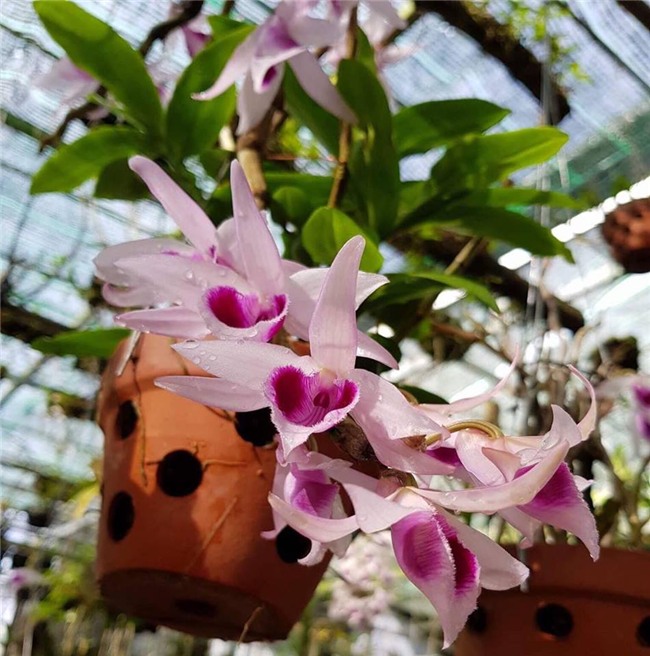 Tây Ninh: Vườn lan ‘quý tộc’ tiền tỷ của chàng thạc sĩ xây dựng-3