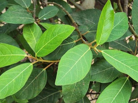 Thứ lá bỏ đi, trồng chỉ để làm cảnh lại là thần dược vô cùng quý