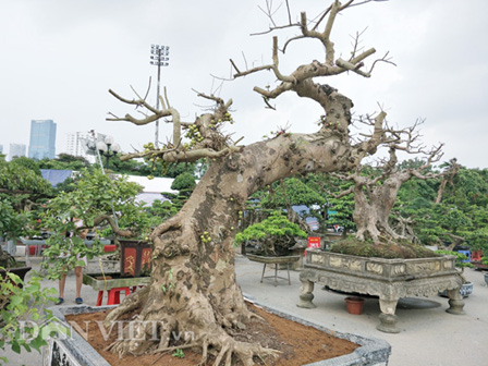 Khoe cây sung quả mọc từ gốc sai trĩu, thanh niên mở ra cuộc tranh cãi trên mạng xã hội-5