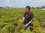 Nam Định: Đinh lăng giá rẻ như cho, từ cây làm giàu thành cây chết dở-5