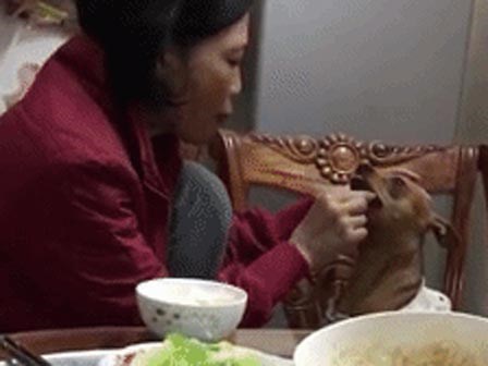 Mẹ nhai cơm cho chó ăn như chăm em bé, con gái ấm ức vì ghen tị