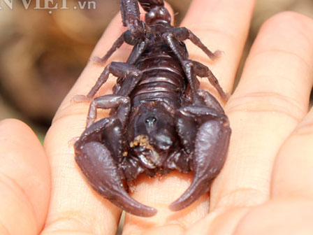 Bé 1 tuổi khóc thét, mẹ thất kinh khi nhìn thấy bọ cạp còn sống ngay cạnh con mình-6