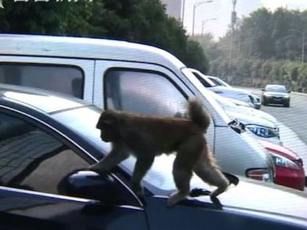 Chú khỉ chăm chỉ nhất thế giới: Vừa trông con vừa rửa thau-1