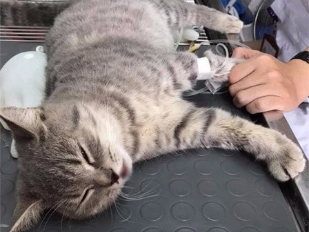 Chàng trai bán điện thoại, vay mượn khắp nơi để có đủ 40 triệu cứu mèo ngã từ tầng 5 xuống đất