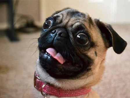Phản ứng của chó khi biết mình sắp có em