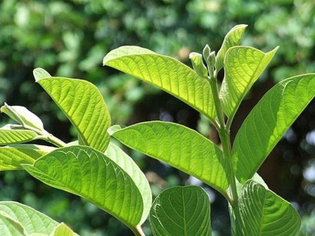Lá ổi – phép lạ để sở hữu mái tóc và làn da đẹp