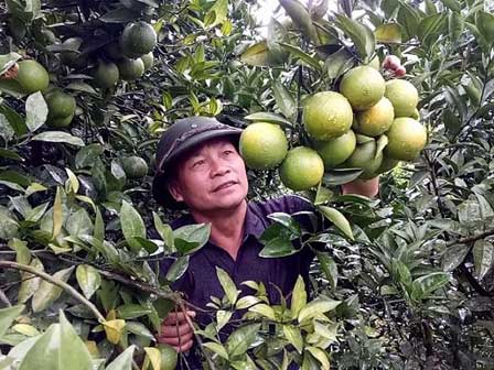 Chuyện lạ: Vườn cây chục tỷ đồng được mắc màn bảo vệ giữa rừng sâu-15