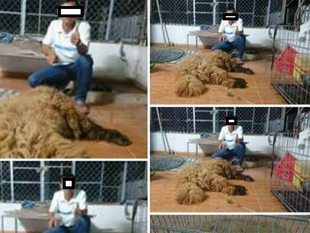 Mua chó ngao Tây Tạng về làm thịt nhậu rồi khoe trên Facebook, thanh niên Bạc Liêu bị chỉ trích dữ dội