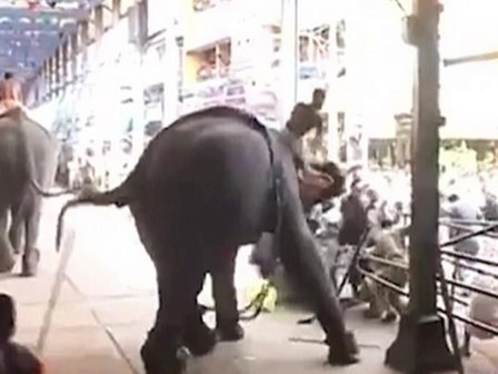 Voi nổi điên tại lễ hội, 13 người thương vong