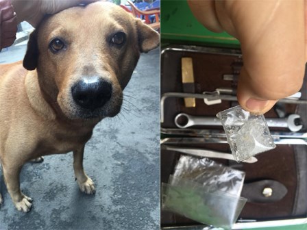 Con boss xuất sắc nhất 2017: Đuổi ăn trộm rơi cả điện thoại và ma túy lại hiện trường