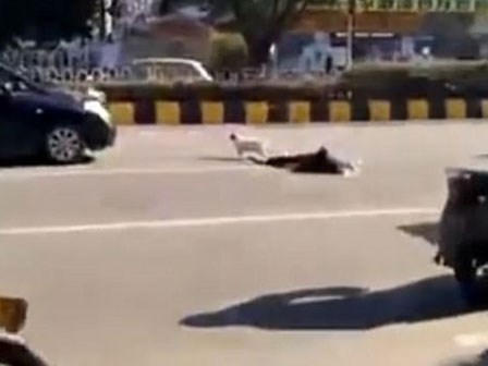 Chủ bị xe tông chết, chú chó trung thành loanh quanh nhiều giờ bên thi thể